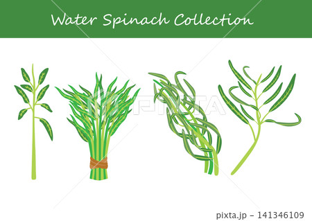 water spinach collection 141346109