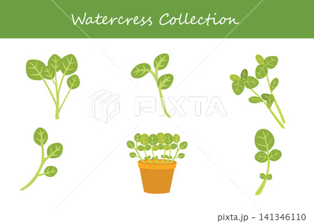 watercress collection 141346110