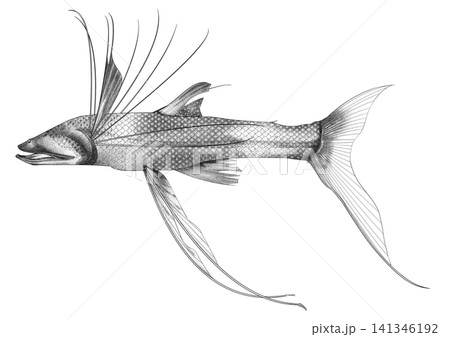 ナガヅエエソ(三脚魚)のリアルな深海魚イラスト(白黒・背景透過PNG) ナガヅエエソ(三脚魚)のリアルな深海魚イラスト(白黒・背景透過PNG) 141346192