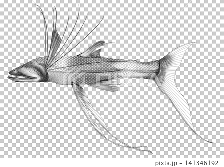 ナガヅエエソ(三脚魚)のリアルな深海魚イラスト(白黒・背景透過PNG) ナガヅエエソ(三脚魚)のリアルな深海魚イラスト(白黒・背景透過PNG) 141346192