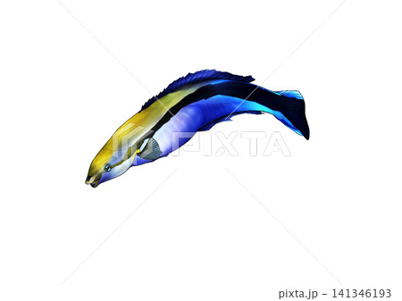 ホンソメワケベラのリアルな海水魚イラスト(カラー・背景透過PNG) ホンソメワケベラのリアルな海水魚イラスト(カラー・背景透過PNG) 141346193