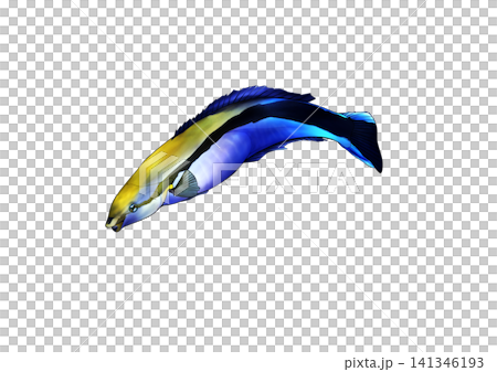 ホンソメワケベラのリアルな海水魚イラスト(カラー・背景透過PNG) ホンソメワケベラのリアルな海水魚イラスト(カラー・背景透過PNG) 141346193