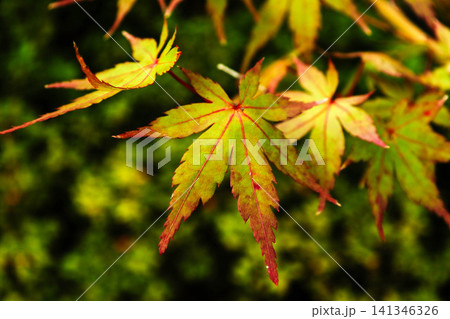 紅葉(モミジ) 紅葉(モミジ) 141346326
