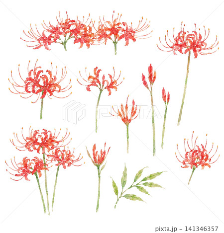 水彩 彼岸花 イラストセット（背景透過）曼珠沙華 手描き 141346357