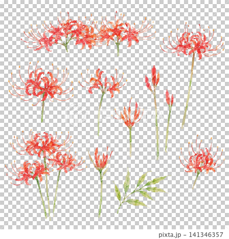 水彩 彼岸花 イラストセット（背景透過）曼珠沙華 手描き 141346357