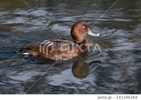 小春日和の暖かい川の水面に浮かぶ白い眼が特徴的な赤く美しい珍鳥メジロガモ 小春日和の暖かい川の水面に浮かぶ白い眼が特徴的な赤く美しい珍鳥メジロガモ 141346368