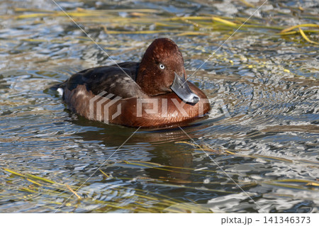 小春日和の暖かい川の水面に浮かぶ白い眼が特徴的な赤く美しい珍鳥メジロガモ 小春日和の暖かい川の水面に浮かぶ白い眼が特徴的な赤く美しい珍鳥メジロガモ 141346373