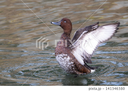小春日和の暖かい川の水面に浮かぶ白い眼が特徴的な赤く美しい珍鳥メジロガモ 小春日和の暖かい川の水面に浮かぶ白い眼が特徴的な赤く美しい珍鳥メジロガモ 141346380