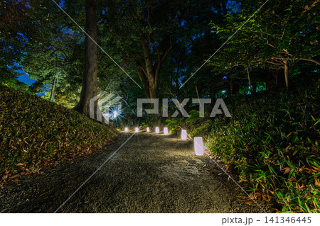 夜の小石川後楽園の森の中に続く、小さな和の行灯に照らされた幻想的な散策路 2024年1月 夜の小石川後楽園の森の中に続く、小さな和の行灯に照らされた幻想的な散策路 2024年1月 141346445