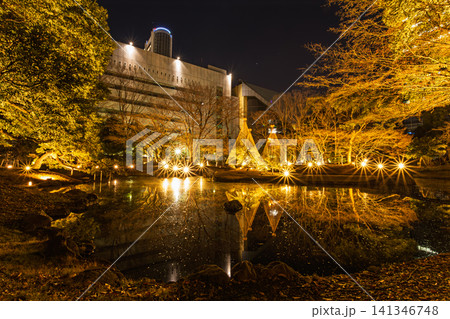 無数の光条と雪吊りが大泉水に反射する夜の小石川後楽園の全景 2024年1月 141346748