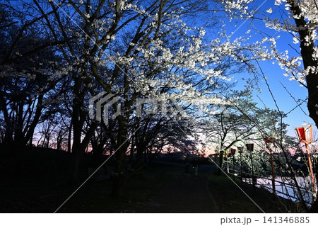 弁天潟風致公園の夜桜ライトアップ(新潟県聖籠町) 弁天潟風致公園の夜桜ライトアップ(新潟県聖籠町) 141346885