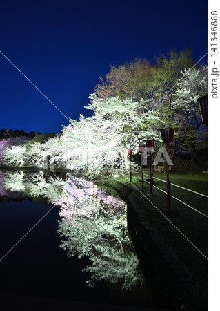 弁天潟風致公園の夜桜ライトアップ(新潟県聖籠町) 弁天潟風致公園の夜桜ライトアップ(新潟県聖籠町) 141346888
