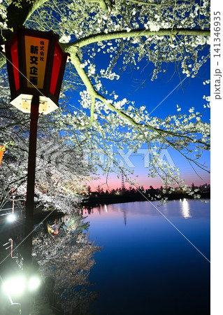 弁天潟風致公園の夜桜(新潟県聖籠町) 弁天潟風致公園の夜桜(新潟県聖籠町) 141346935