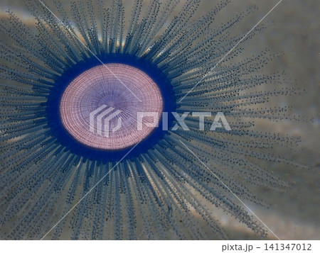 ブルーボタン(ヒドロクラゲ)の海中マクロ ブルーボタン(ヒドロクラゲ)の海中マクロ 141347012