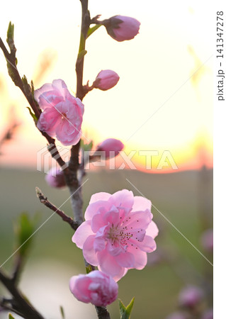 夕焼けに映えるハナモモの花 夕焼けに映えるハナモモの花 141347278