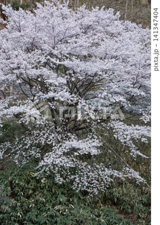山の斜面を彩る満開の桜と春の自然 山の斜面を彩る満開の桜と春の自然 141347404
