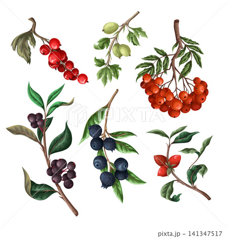 Berries, such as rowan, blueberries and other isolated. Vector. 141347517