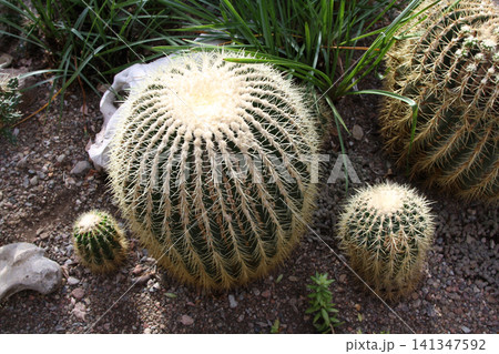 Golden Barrel Cacti in a Desert Garden Golden Barrel Cacti in a Desert Garden 141347592