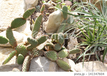 Bunny Ear Cactus Nestled Among Garden Rocks 141347604