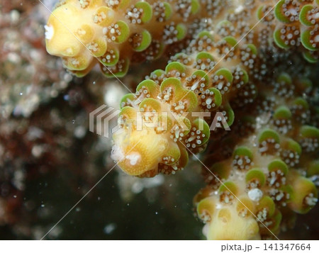 ミドリイシ(Acropora)のポリプのマクロ写真 ミドリイシ(Acropora)のポリプのマクロ写真 141347664