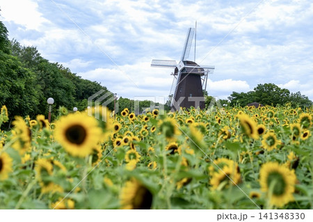 夏のひまわり畑と風車が織りなす絶景 夏のひまわり畑と風車が織りなす絶景 141348330