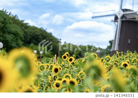 夏のひまわり畑と風車が織りなす絶景 141348331
