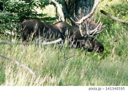 アラスカのムース7 141348595