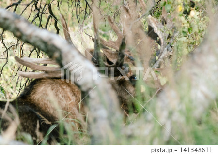 アラスカのムース3 アラスカのムース3 141348611