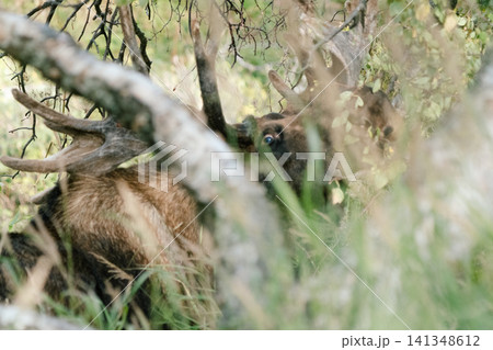 アラスカのムース4 アラスカのムース4 141348612
