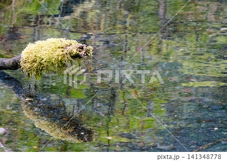 アラスカの自然69 アラスカの自然69 141348778