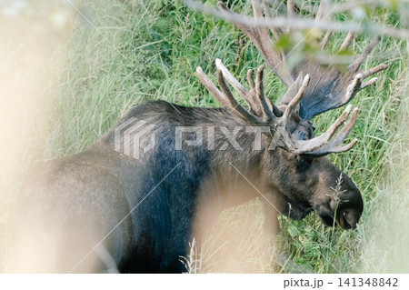 アラスカのムース54 アラスカのムース54 141348842