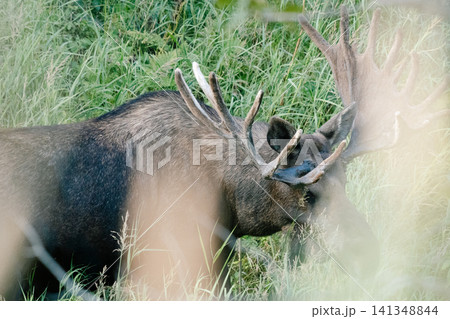アラスカのムース56 アラスカのムース56 141348844