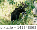 アラスカのムース50 141348863
