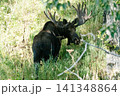 アラスカのムース51 141348864