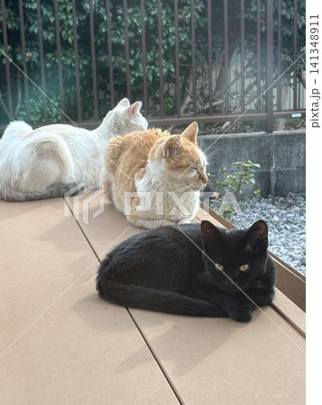 庭で寛ぐ猫3匹 庭で寛ぐ猫3匹 141348911