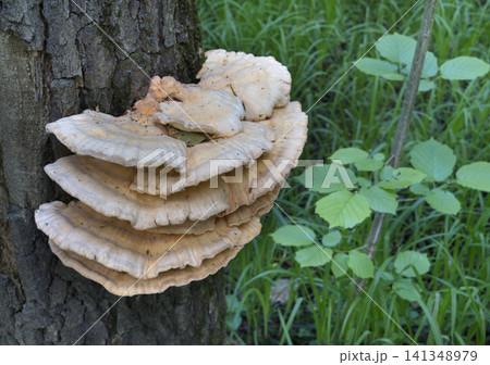 Yellow mushrooms Laetiporus sulphureus bracket fungus on a tree trunk in the spring forest. Yellow mushrooms Laetiporus sulphureus bracket fungus on a tree trunk in the spring forest. 141348979