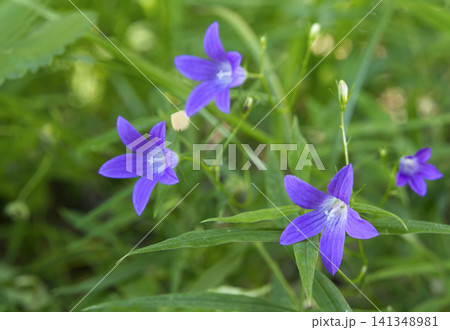 Beautiful blue flowers in summer forest. 141348981