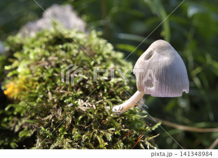 Mushroom growing on a mossy tree trunk in the summer forest. Mushroom growing on a mossy tree trunk in the summer forest. 141348984