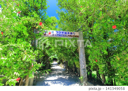 【沖縄県】夏の備瀬のフクギ並木通り 【沖縄県】夏の備瀬のフクギ並木通り 141349058