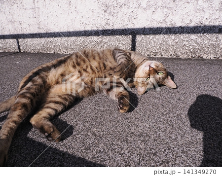背中をスリスリする可愛い猫 141349270
