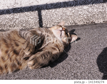 背中をスリスリする可愛い猫 背中をスリスリする可愛い猫 141349274