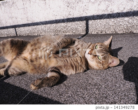 背中をスリスリする可愛い猫 141349278