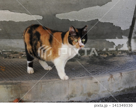暑さにダレる可愛い三毛猫 暑さにダレる可愛い三毛猫 141349330