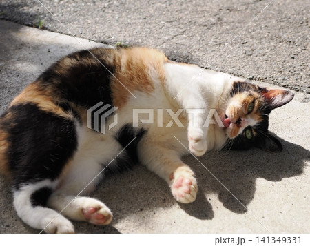 暑さにダレる可愛い三毛猫 暑さにダレる可愛い三毛猫 141349331