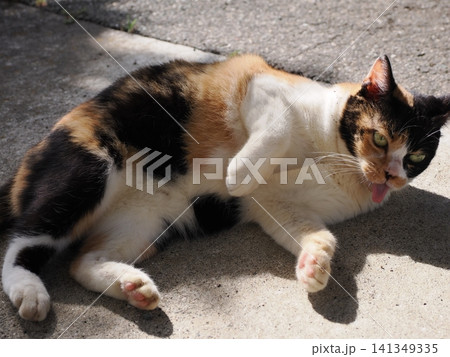 暑さにダレる可愛い三毛猫 暑さにダレる可愛い三毛猫 141349335