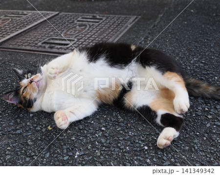 暑さにダレる可愛い三毛猫 暑さにダレる可愛い三毛猫 141349342