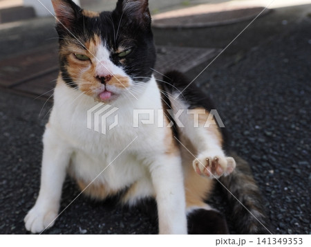 暑さにダレる可愛い三毛猫 暑さにダレる可愛い三毛猫 141349353