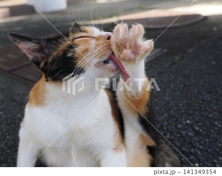 暑さにダレる可愛い三毛猫 141349354