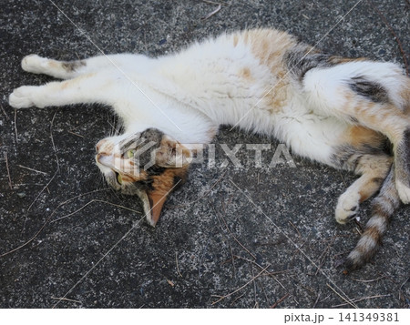 暑さにダレる可愛い三毛猫 暑さにダレる可愛い三毛猫 141349381