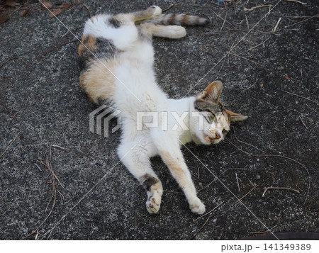 暑さにダレる可愛い三毛猫 暑さにダレる可愛い三毛猫 141349389